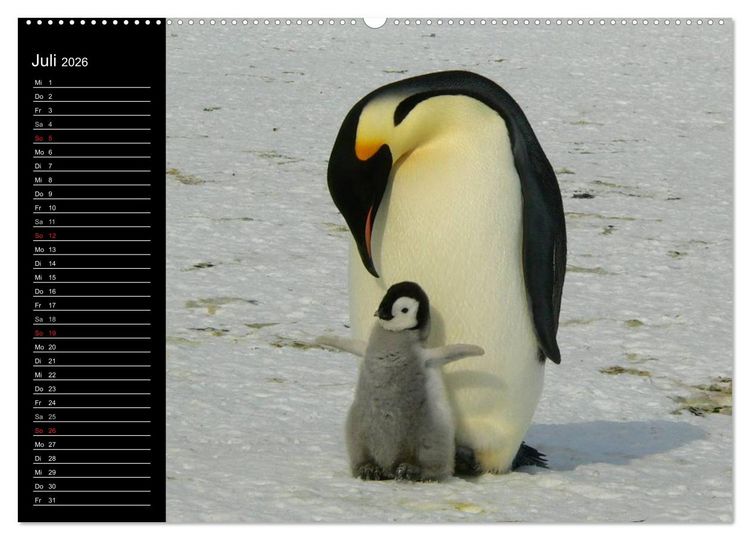Produktbild: Pinguine - Kaiser- und K&ouml;nigspinguine (hochwertiger Premium Wandkalender 2026 DIN A2 quer), Kunstdruck in Hochglanz