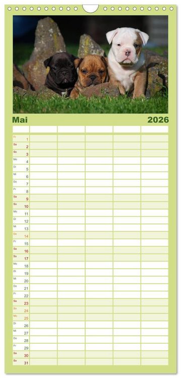 Produktbild: Familienplaner 2026 - Bulldoggen-Kinder mit 5 Spalten (Wandkalender, 21 x 45 cm) CALVENDO
