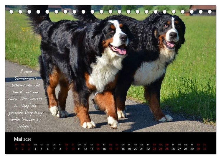 Produktbild: So ist er. Der Berner Sennenhund (Tischkalender 2026 DIN A5 quer), CALVENDO Monatskalender