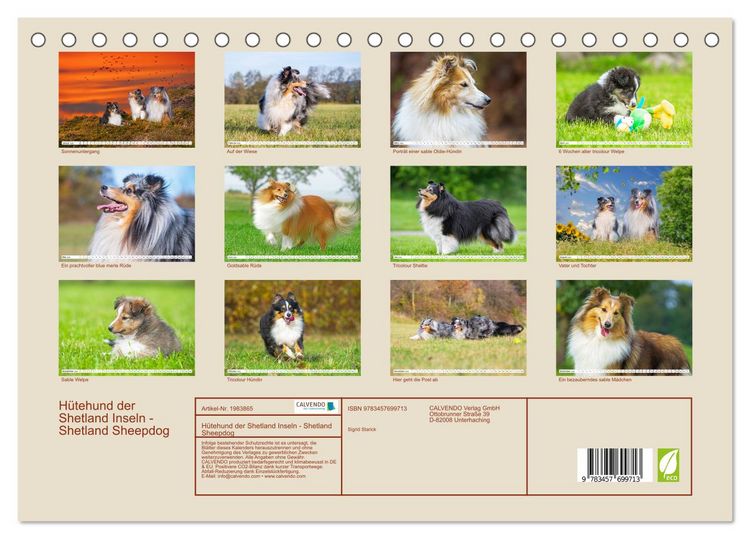 Produktbild: H&uuml;tehund der Shetland Inseln - Shetland Sheepdog (Tischkalender 2026 DIN A5 quer), CALVENDO Monatskalender