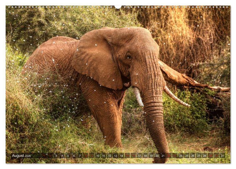 Produktbild: Afrika - Zauber der Wildnis (hochwertiger Premium Wandkalender 2026 DIN A2 quer), Kunstdruck in Hochglanz