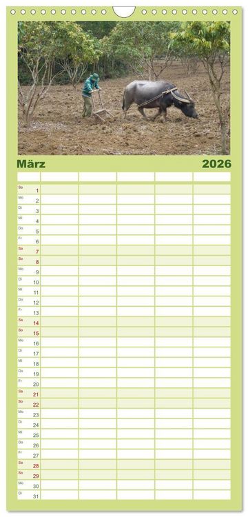 Produktbild: Familienplaner 2026 - K&uuml;he mit H&ouml;rnern mit 5 Spalten (Wandkalender, 21 x 45 cm) CALVENDO