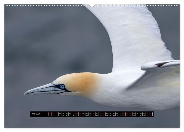 Produktbild: V&ouml;gel auf Island (Wandkalender 2026 DIN A2 quer), CALVENDO Monatskalender