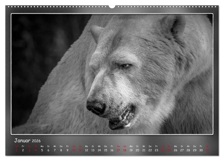 Produktbild: Tieren ins Gesicht geschaut (hochwertiger Premium Wandkalender 2026 DIN A2 quer), Kunstdruck in Hochglanz