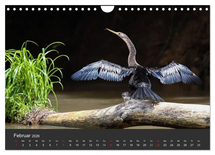 Produktbild: Costa Rica 2026 Exotische Vogelwelt (Wandkalender 2026 DIN A4 quer), CALVENDO Monatskalender