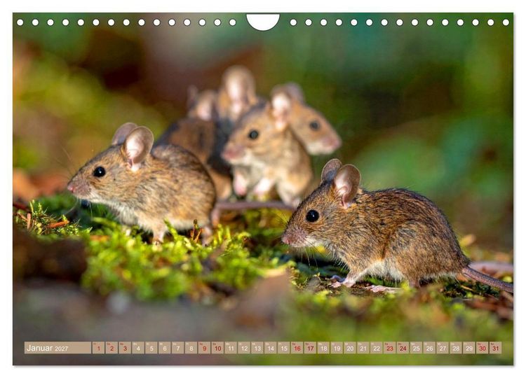 Produktbild: Gruseltiere (Wandkalender 2027 DIN A4 quer), CALVENDO Monatskalender
