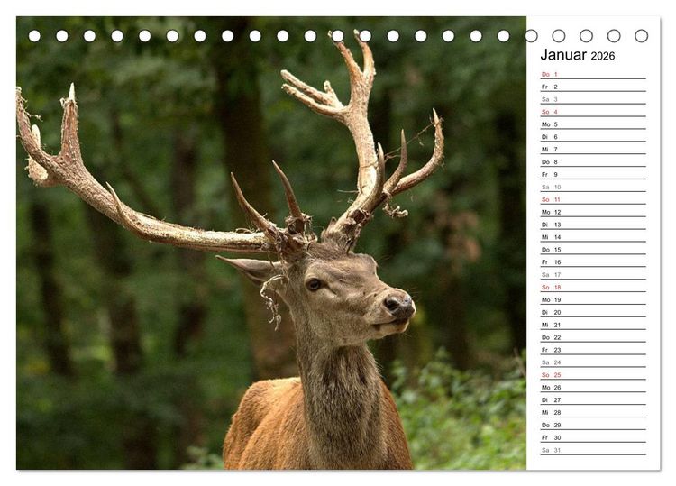 Produktbild: Hirsche (Tischkalender 2026 DIN A5 quer), CALVENDO Monatskalender