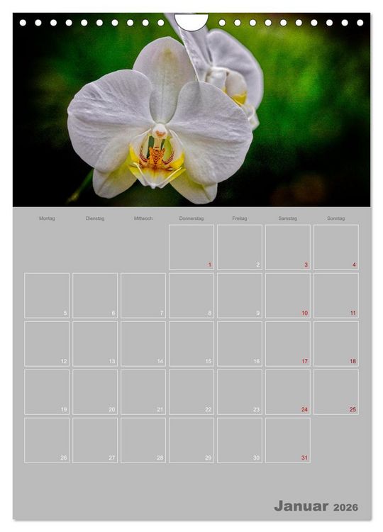 Produktbild: Nachtfalterorchideen in High Dynamic (Wandkalender 2026 DIN A4 hoch), CALVENDO Monatskalender