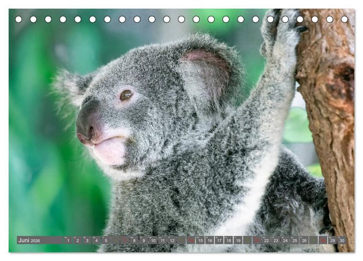 Produktbild: Koalas - Kuscheliges Symbol Australiens (Tischkalender 2026 DIN A5 quer), CALVENDO Monatskalender