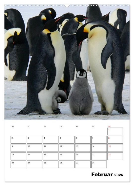 Produktbild: Pinguine. Familiengl&uuml;ck im Eis (Wandkalender 2026 DIN A2 hoch), CALVENDO Monatskalender