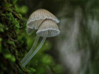 Produktbild: CALVENDO Puzzle Ein Motiv aus dem Kalender Pilze, die stillen Waldbewohner 2019 | 1000 Teile Lege-Gr&ouml;&szlig;e 64x48cm Foto-Puzzle f&uuml;r gl&uuml;ckliche Stunden
