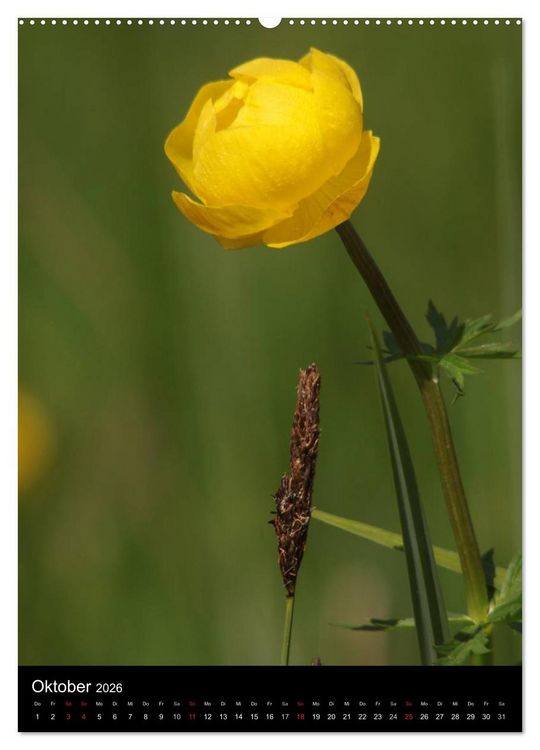 Produktbild: Seltene Wildblumen (hochwertiger Premium Wandkalender 2026 DIN A2 hoch), Kunstdruck in Hochglanz