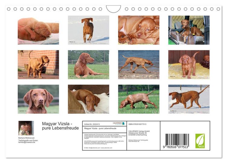 Produktbild: Magyar Vizsla - pure Lebensfreude (Wandkalender 2026 DIN A4 quer), CALVENDO Monatskalender