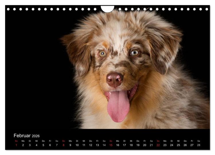 Produktbild: Dogs (Wandkalender 2026 DIN A4 quer), CALVENDO Monatskalender