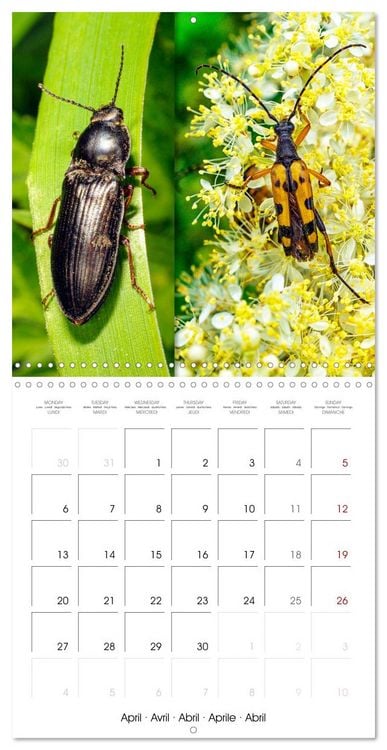 Produktbild: Natural beauty. Close-up insects (Wall Calendar 2026 12 &times; 12 Inch) CALVENDO 12 Month Wall Calendar