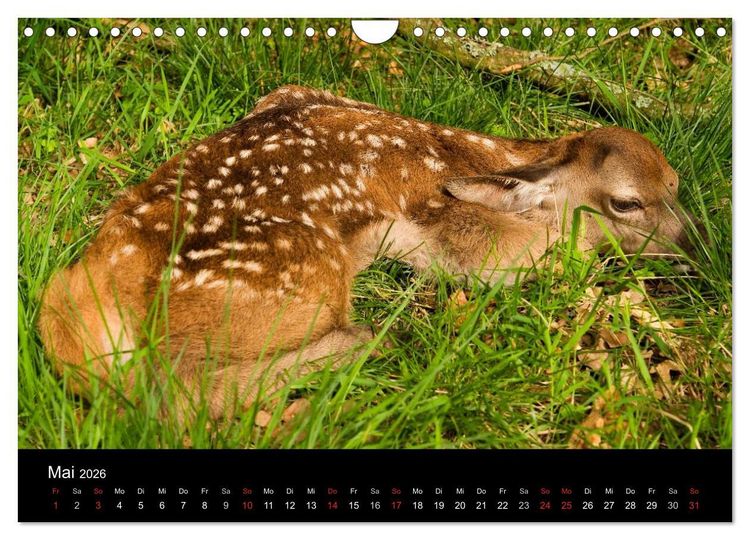 Produktbild: Der Rothirsch, K&ouml;nig der W&auml;lder (Wandkalender 2026 DIN A4 quer), CALVENDO Monatskalender