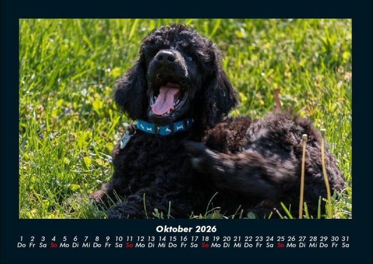 Produktbild: Hundezauber 2026 Fotokalender DIN A4
