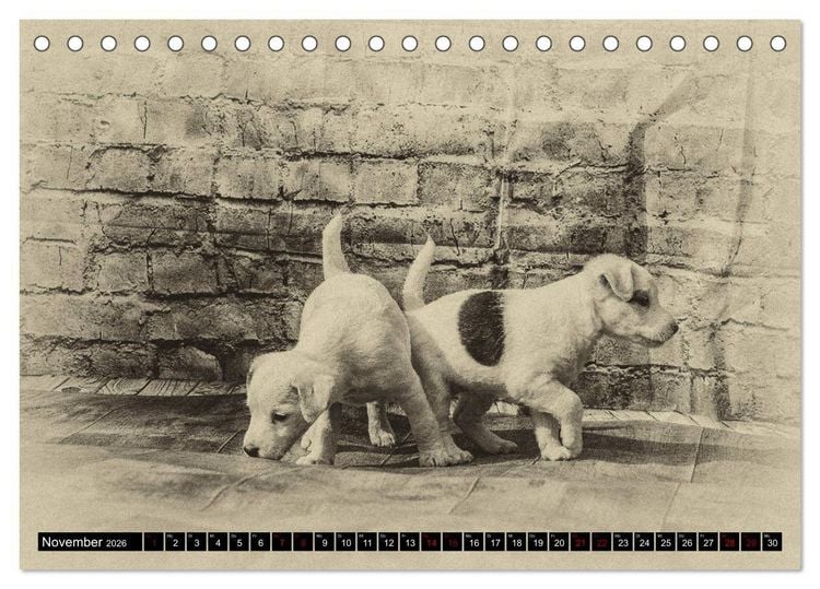 Produktbild: Parson Jack Russel Welpen (Tischkalender 2026 DIN A5 quer), CALVENDO Monatskalender