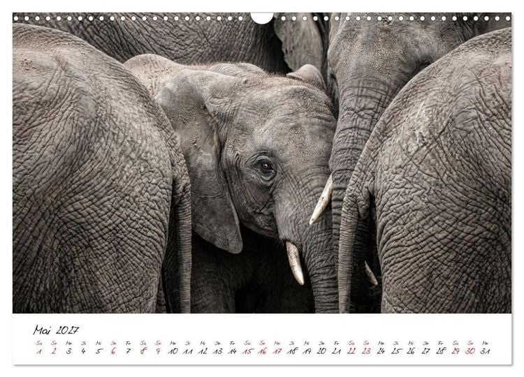 Produktbild: Better Together - Herdenmomente (Wandkalender 2027 DIN A3 quer), CALVENDO Monatskalender