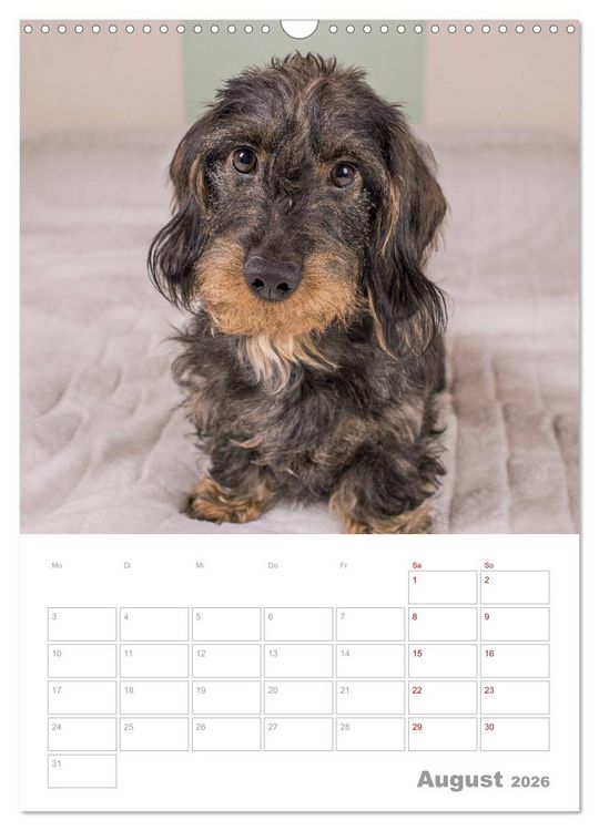 Produktbild: Dackelportraits (Wandkalender 2026 DIN A3 hoch), CALVENDO Monatskalender