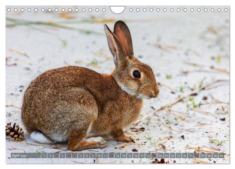 Produktbild: Wilder Dar&szlig; - Fuchs, Hirsch und Co. 2026 (Wandkalender 2026 DIN A4 quer), CALVENDO Monatskalender