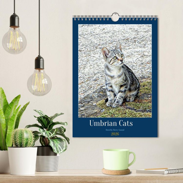 Produktbild: Umbrian Cats (Wall Calendar 2026 DIN A4 portrait), CALVENDO 12 Month Wall Calendar