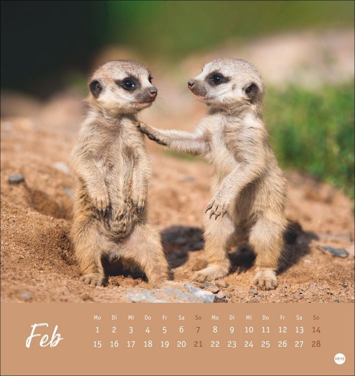 Produktbild: Erdm&auml;nnchen Postkartenkalender 2027