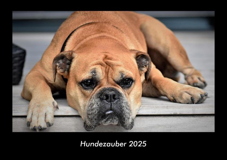 Produktbild: Hundezauber 2025 Fotokalender DIN A3