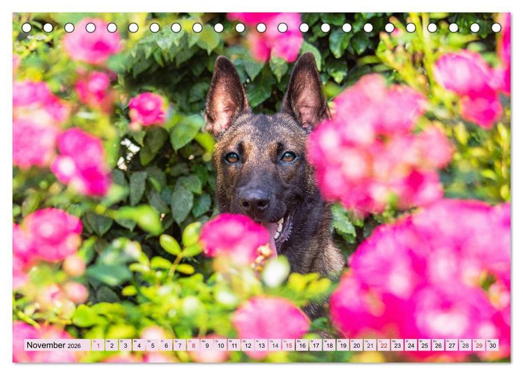 Produktbild: Freund und Besch&uuml;tzer - Der Malinois (Tischkalender 2026 DIN A5 quer), CALVENDO Monatskalender