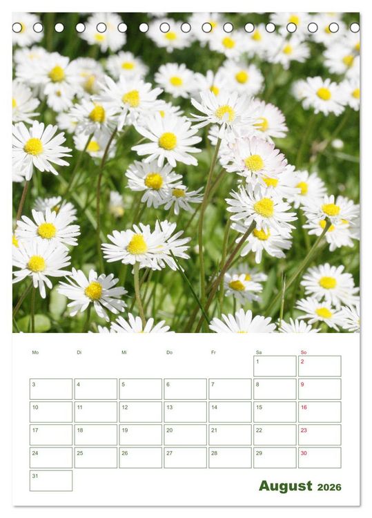 Produktbild: Wei&szlig;e Bl&uuml;ten im Gr&uuml;nen (Tischkalender 2026 DIN A5 hoch), CALVENDO Monatskalender