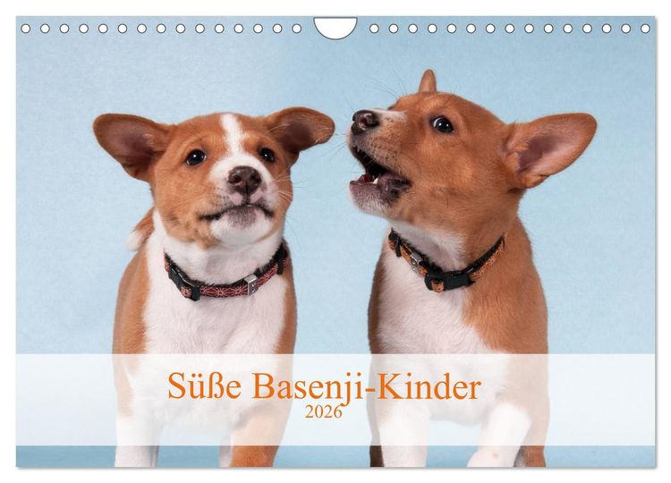 Produktbild: S&uuml;&szlig;e Basenji-Kinder (Wandkalender 2026 DIN A4 quer), CALVENDO Monatskalender