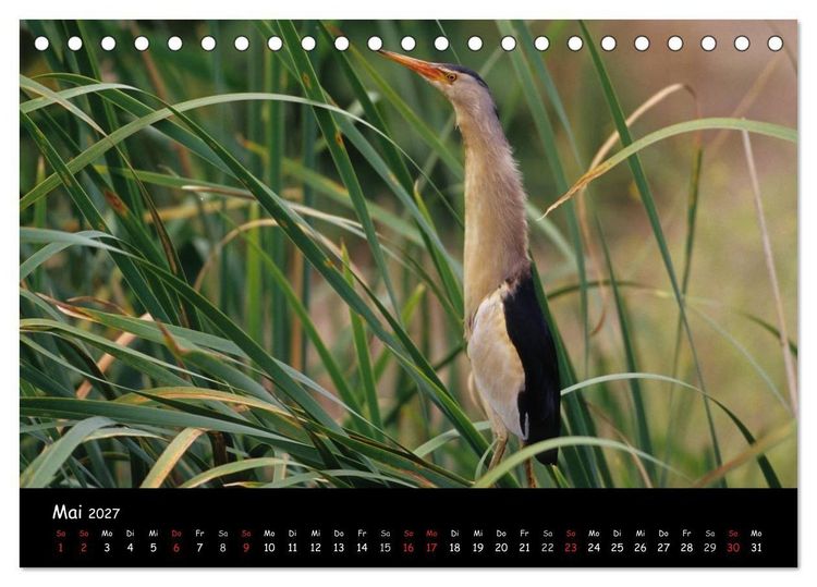 Produktbild: Naturjuwelen - Neusiedler See (Tischkalender 2027 DIN A5 quer), CALVENDO Monatskalender