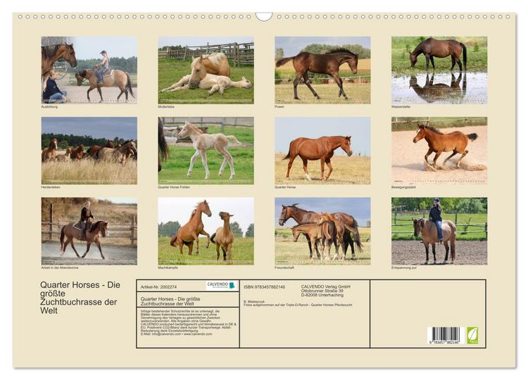 Produktbild: Quarter Horses - Die gr&ouml;&szlig;te Zuchtbuchrasse der Welt (Wandkalender 2026 DIN A2 quer), CALVENDO Monatskalender