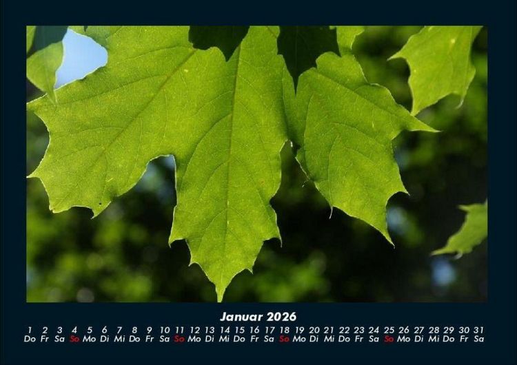 Produktbild: B&auml;ume 2026 Fotokalender DIN A4
