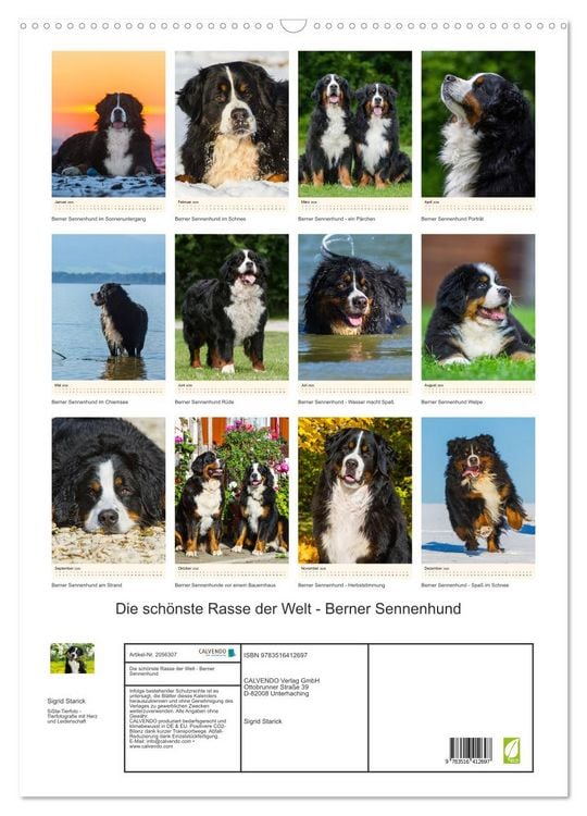 Produktbild: Die sch&ouml;nste Rasse der Welt - Berner Sennenhund (Wandkalender 2026 DIN A2 hoch), CALVENDO Monatskalender
