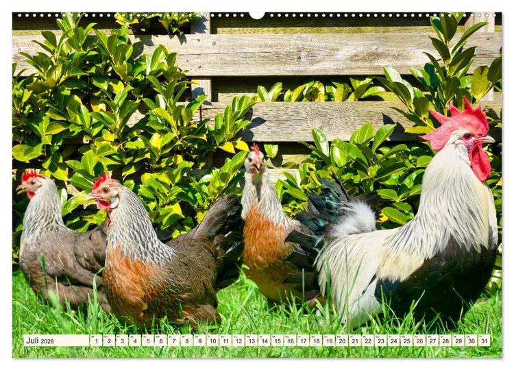 Produktbild: Faszinierende H&uuml;hnerv&ouml;gel (hochwertiger Premium Wandkalender 2026 DIN A2 quer), Kunstdruck in Hochglanz