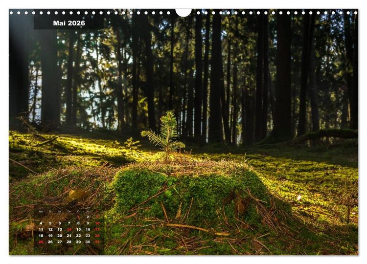 Produktbild: Zauberhafte Waldlandschaften (Wandkalender 2026 DIN A3 quer), CALVENDO Monatskalender