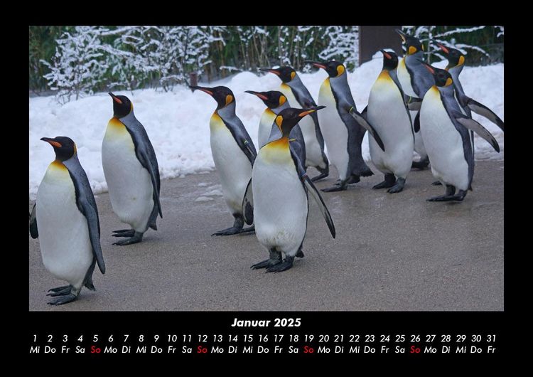 Produktbild: Tiere in der Wildnis 2025 Fotokalender DIN A3