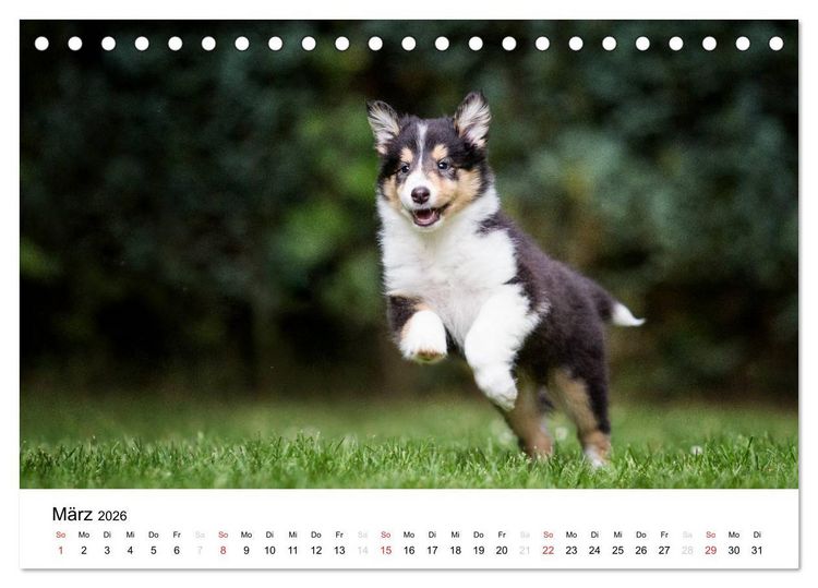 Produktbild: Collies 2026 in Kurz- und Langhaar (Tischkalender 2026 DIN A5 quer), CALVENDO Monatskalender