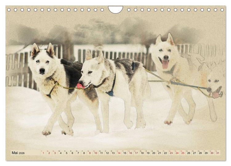 Produktbild: Schlittenhunde 2026 (Wandkalender 2026 DIN A4 quer), CALVENDO Monatskalender