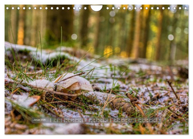 Produktbild: Vielfalt am Waldboden (Wandkalender 2026 DIN A4 quer), CALVENDO Monatskalender