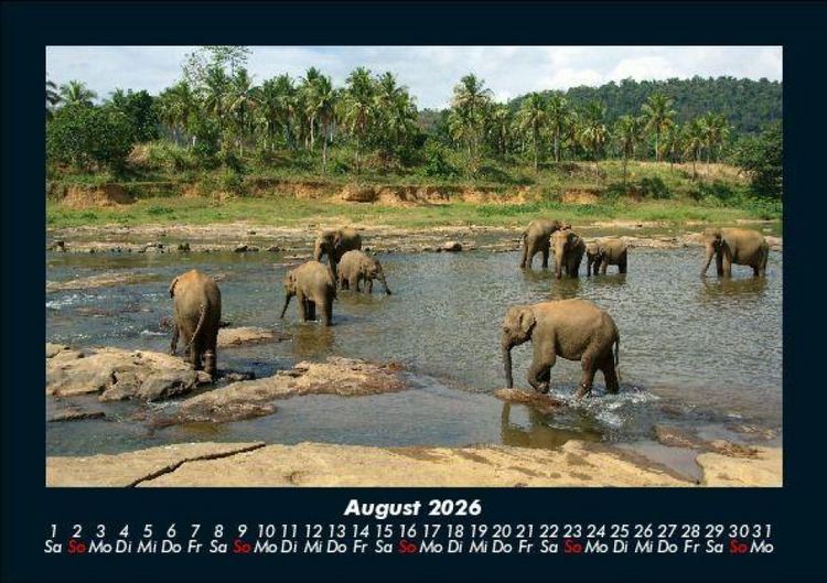 Produktbild: Der Elefantenkalender 2026 Fotokalender DIN A5