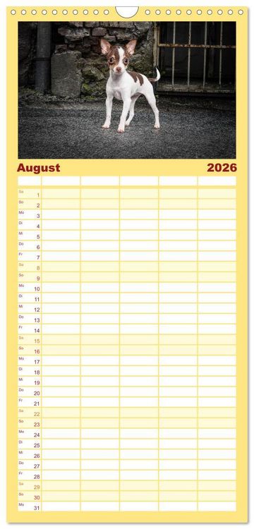 Produktbild: Familienplaner 2026 - Chihuahuas - Cool and Cute mit 5 Spalten (Wandkalender, 21 x 45 cm) CALVENDO