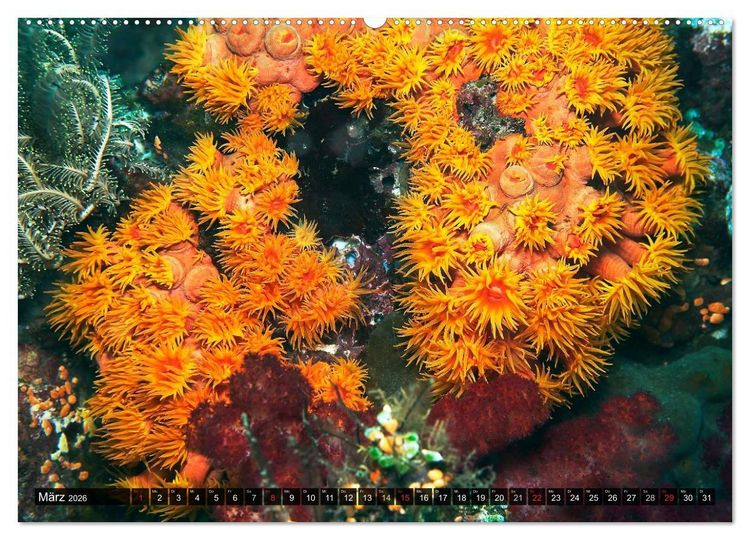 Produktbild: Impressionen tropischer Meere (hochwertiger Premium Wandkalender 2026 DIN A2 quer), Kunstdruck in Hochglanz