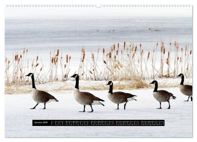 Produktbild: CANADA GOOSE / UK-Version (High Quality Premium Wall Calendar 2026 DIN A2 landscape),CALVENDO 12 Month Wall Calendar