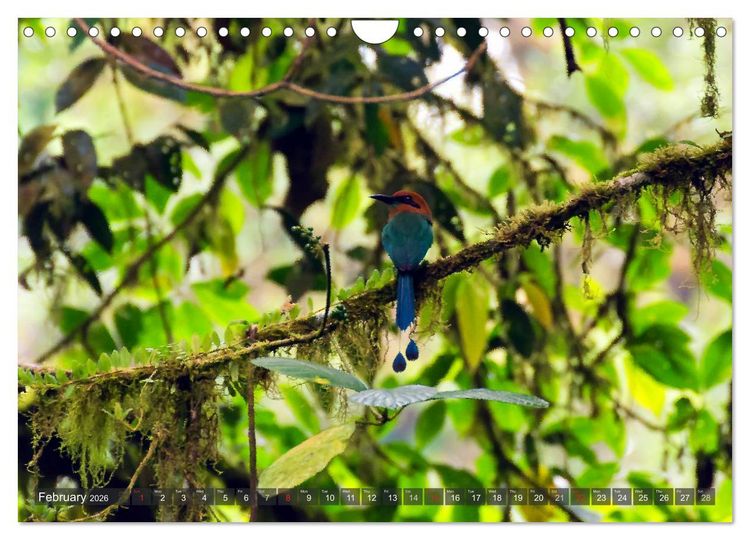 Produktbild: Amazing Costa Rica (Wall Calendar 2026 DIN A4 landscape), CALVENDO 12 Month Wall Calendar