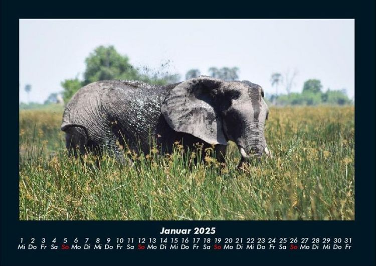 Produktbild: Der Elefantenkalender 2025 Fotokalender DIN A4