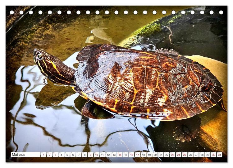 Produktbild: Schmuckschildkr&ouml;ten - Schmuckst&uuml;cke der Natur (Tischkalender 2026 DIN A5 quer), CALVENDO Monatskalender