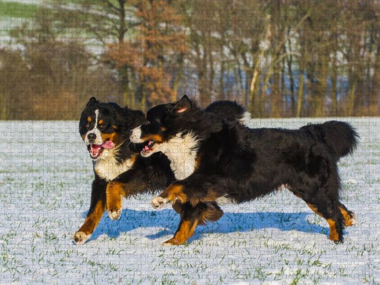 Produktbild: CALVENDO Puzzle Winterfreuden mit Berner Sennenhunden | 1000 Teile Lege-Gr&ouml;&szlig;e 64x48cm Foto-Puzzle f&uuml;r gl&uuml;ckliche Stunden