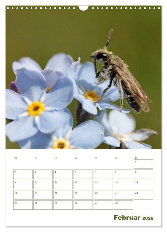Produktbild: Wildbienen-Terminplaner 2026 (Wandkalender 2026 DIN A3 hoch), CALVENDO Monatskalender